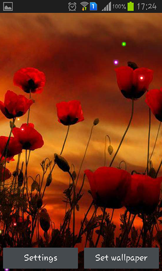 Download livewallpaper Poppy fields for Android. Get full version of Android apk livewallpaper Poppy fields for tablet and phone.