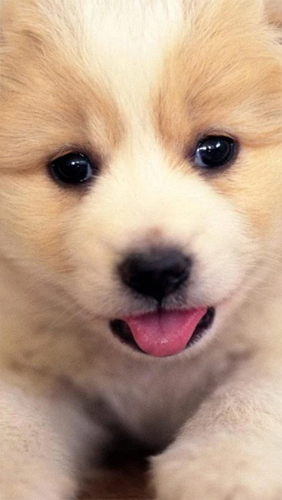Puppies - бесплатно скачать живые обои на Андроид телефон или планшет.