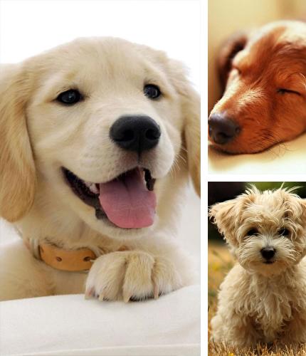 Download live wallpaper Puppies for Android. Get full version of Android apk livewallpaper Puppies for tablet and phone.