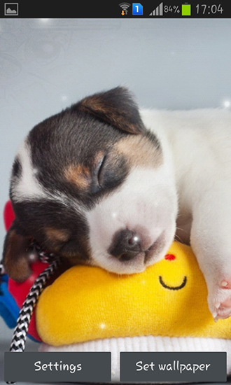 Puppy für Android spielen. Live Wallpaper Hundewelpe kostenloser Download.