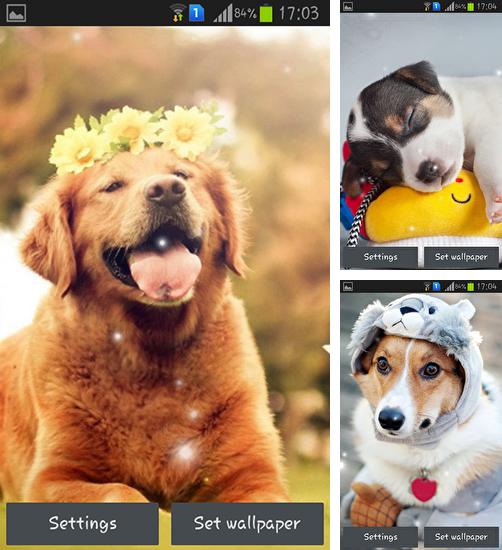 Zusätzlich zum Live Wallpaper Natur für Android Mobiltelefone und Tablets, können Sie auch Puppy, Hundewelpe kostenlos herunterladen.