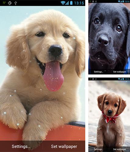 Download live wallpaper Puppy by Keyboard Themes Soft for Android. Get full version of Android apk livewallpaper Puppy by Keyboard Themes Soft for tablet and phone.