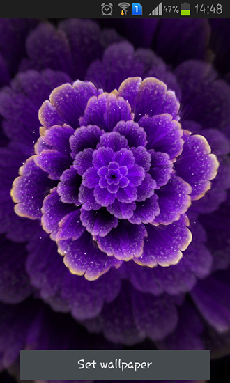 Purple flower