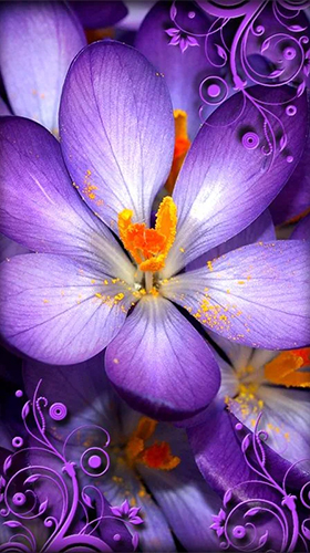 Purple flowers für Android spielen. Live Wallpaper Lila Blumen kostenloser Download.