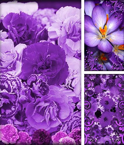 Kostenloses Android-Live Wallpaper Lila Blumen. Vollversion der Android-apk-App Purple flowers für Tablets und Telefone.