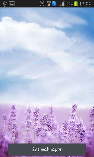 Purple lavender