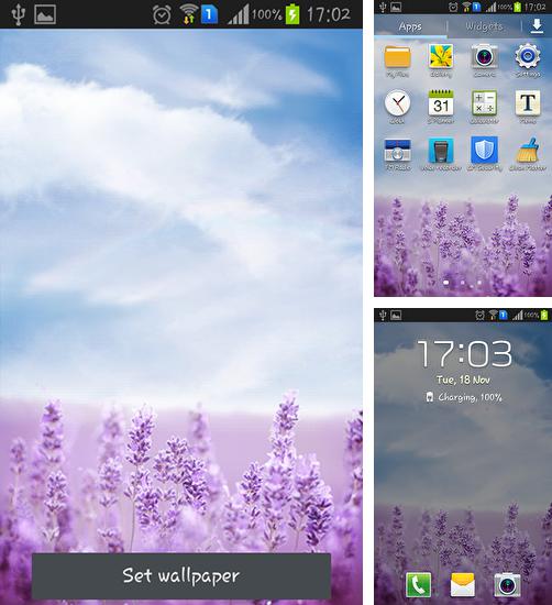 Purple lavender - бесплатно скачать живые обои на Андроид телефон или планшет.