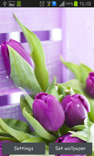 Papeis de parede animados Tulipas roxas para Android. Papeis de parede animados Purple tulips para download gratuito.