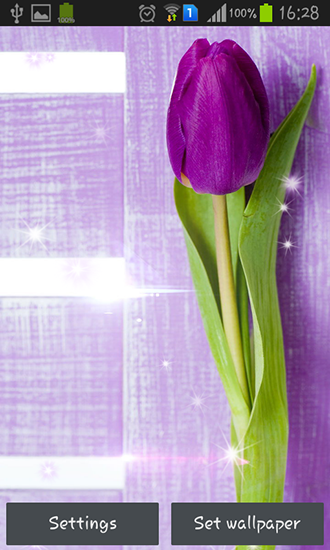 Скріншот Purple tulips. Скачати живі шпалери на Андроїд планшети і телефони.