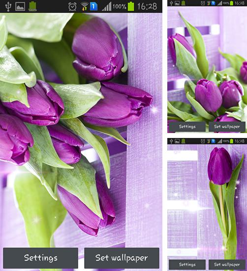 Дополнительно к живым обоям на Андроид телефоны и планшеты Крошечная ферма, вы можете также бесплатно скачать заставку Purple tulips.