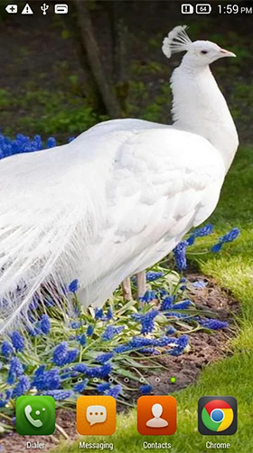 Download Queen peacock - livewallpaper for Android. Queen peacock apk - free download.