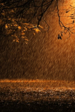 Screenshots of the Rain animated for Android tablet, phone.