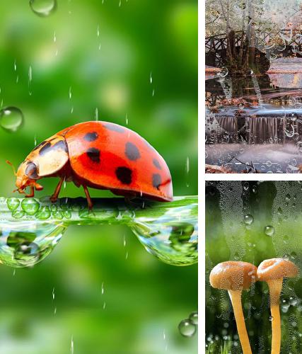 Download live wallpaper Rain by BlackBird Wallpapers for Android. Get full version of Android apk livewallpaper Rain by BlackBird Wallpapers for tablet and phone.