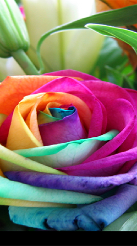 Як виглядають живі шпалери Rainbow roses.
