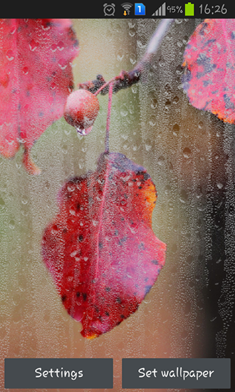 Rainy autumn