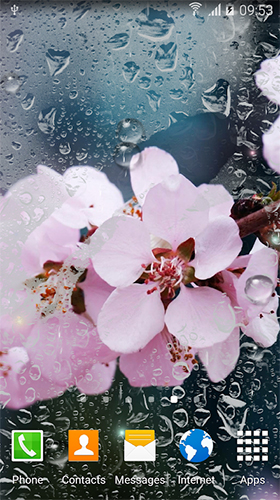 Rainy flowers - безкоштовно скачати живі шпалери на Андроїд телефон або планшет.