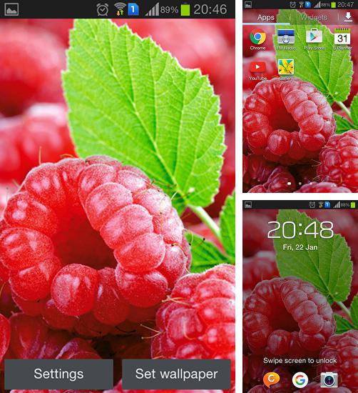 Kostenloses Android-Live Wallpaper Himbeeren. Vollversion der Android-apk-App Raspberries für Tablets und Telefone.