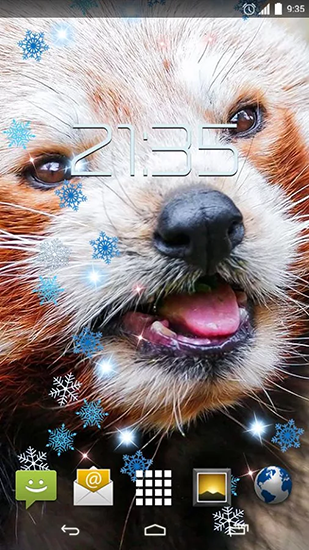 Red panda - скачати безкоштовно живі шпалери для Андроїд на робочий стіл.