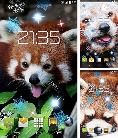 Додатково до живої шпалери Райський пляж для Android телефонів та планшетів, Ви можете також безкоштовно скачати Red panda.