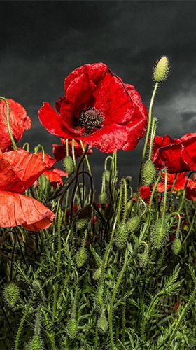 Download livewallpaper Red poppy for Android. Get full version of Android apk livewallpaper Red poppy for tablet and phone.