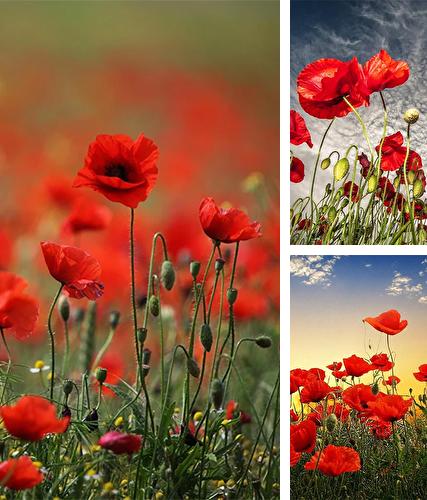 Kostenloses Android-Live Wallpaper Rote Mohnblumen. Vollversion der Android-apk-App Red poppy für Tablets und Telefone.