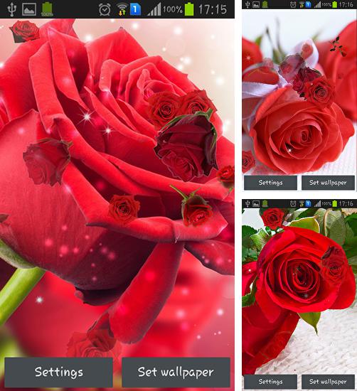 Descarga gratuita fondos de pantalla animados Rosa roja  para Android. Consigue la versión completa de la aplicación apk de Red rose para tabletas y teléfonos Android.