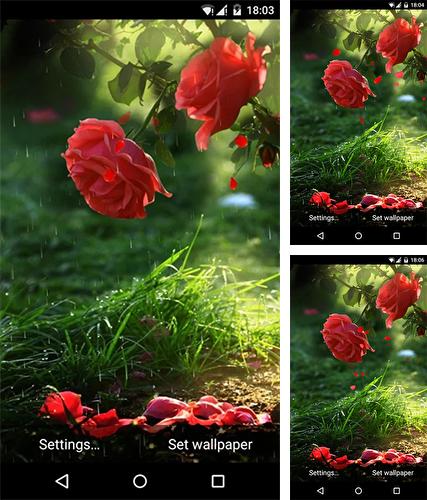 Kostenloses Android-Live Wallpaper Rote Rose. Vollversion der Android-apk-App Red rose by DynamicArt Creator für Tablets und Telefone.