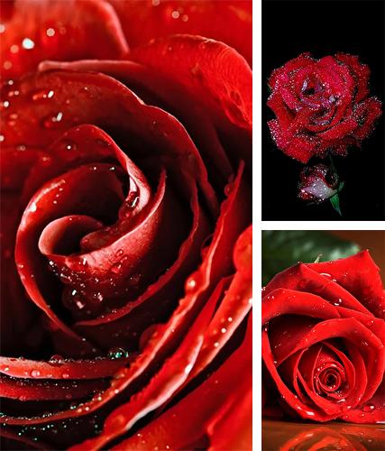 Kostenloses Android-Live Wallpaper Rote Rose. Vollversion der Android-apk-App Red rose by HQ Awesome Live Wallpaper für Tablets und Telefone.