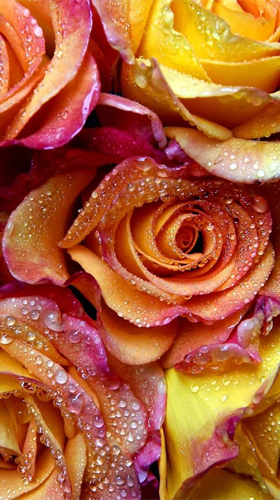 Screenshots of the Rose by Creative Factory Wallpapers for Android tablet, phone.