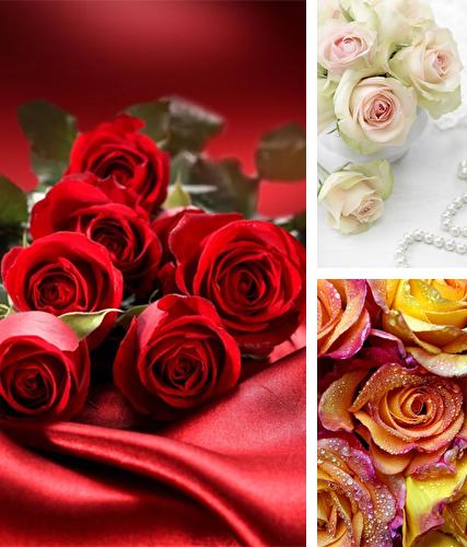 Rose by Creative Factory Wallpapers - бесплатно скачать живые обои на Андроид телефон или планшет.