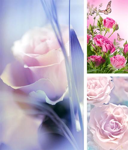 Download live wallpaper Rose by Live Wallpaper HQ for Android. Get full version of Android apk livewallpaper Rose by Live Wallpaper HQ for tablet and phone.