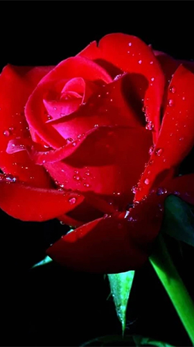 Download livewallpaper Rose by Revenge Solution for Android. Get full version of Android apk livewallpaper Rose by Revenge Solution for tablet and phone.