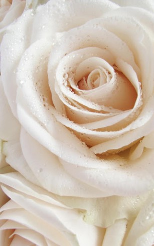Screenshots of the Rose macro for Android tablet, phone.