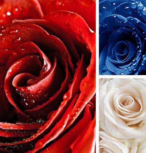 Download live wallpaper Rose macro for Android. Get full version of Android apk livewallpaper Rose macro for tablet and phone.
