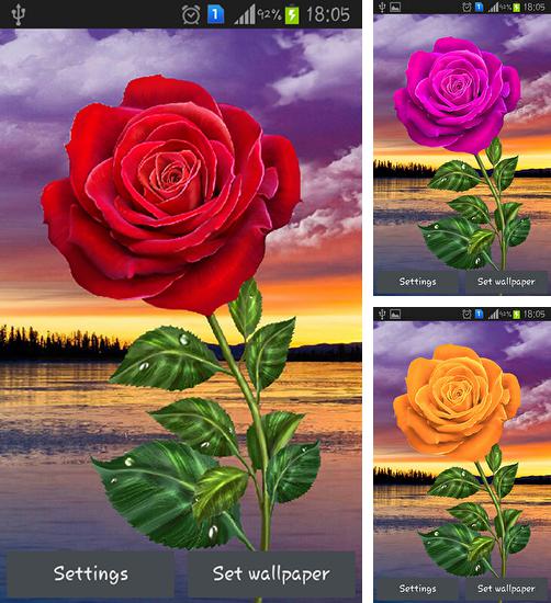 Kostenloses Android-Live Wallpaper Rose: Magische Berührung. Vollversion der Android-apk-App Rose: Magic touch für Tablets und Telefone.
