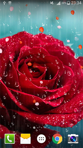 Baixe o papeis de parede animados Rose: Raindrop para Android gratuitamente. Obtenha a versao completa do aplicativo apk para Android Rosa: Pingo de chuva para tablet e celular.
