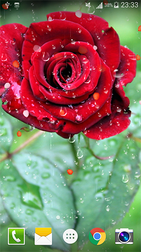 Rose: Raindrop - скріншот живих шпалер для Android.