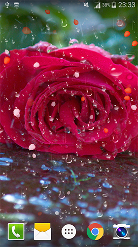 Як виглядають живі шпалери Rose: Raindrop.