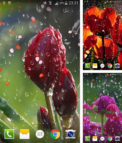 Kostenloses Android-Live Wallpaper Rose: Regentropfen. Vollversion der Android-apk-App Rose: Raindrop für Tablets und Telefone.