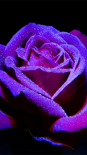 Download Roses by Live Wallpaper HD 3D - livewallpaper for Android. Roses by Live Wallpaper HD 3D apk - free download.