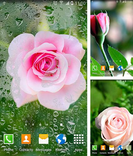 Kostenloses Android-Live Wallpaper Rosen. Vollversion der Android-apk-App Roses by Live Wallpapers 3D für Tablets und Telefone.