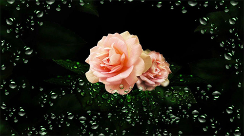 Télécharger le fond d'écran animé gratuit Rosée de diamants de roses. Obtenir la version complète app apk Android Roses diamond dew pour tablette et téléphone.
