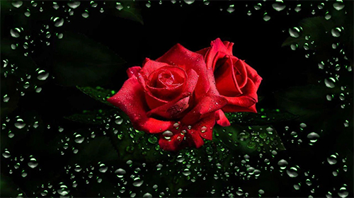 Fondos de pantalla animados a Roses diamond dew para Android. Descarga gratuita fondos de pantalla animados Rocío de diamantes de rosas.