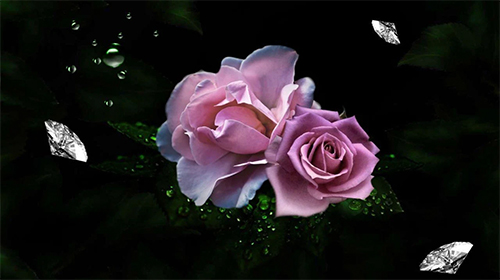 Screenshots of the Roses diamond dew for Android tablet, phone.