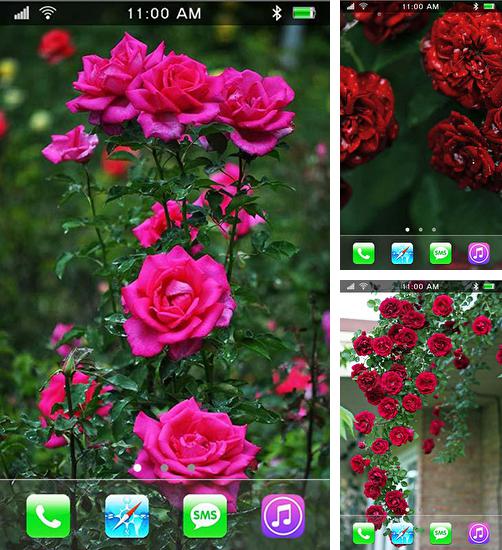 Додатково до живої шпалери Асус: Сцена дня для Android телефонів та планшетів, Ви можете також безкоштовно скачати Roses: Paradise garden.