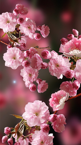 Sakura by Amax LWPS