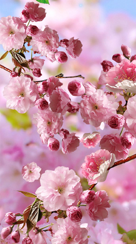 Screenshots do Sakura para tablet e celular Android.