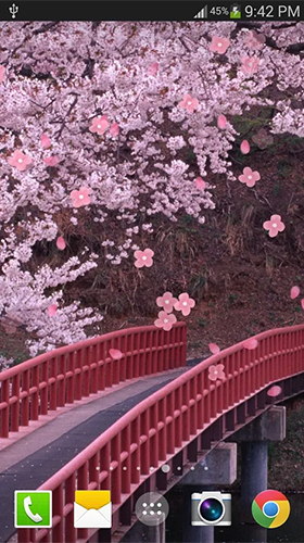 Screenshots of the Sakura by live wallpaper HongKong for Android tablet, phone.