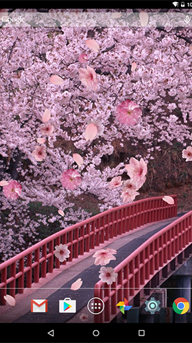Sakura by luyulin - бесплатно скачать живые обои на Андроид телефон или планшет.