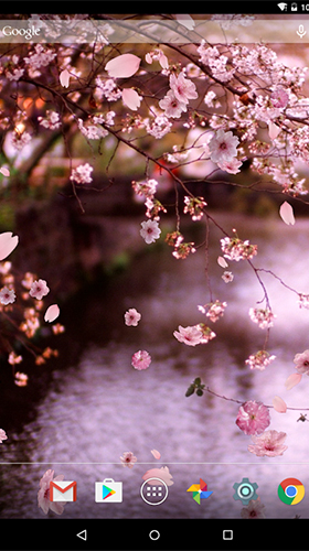 Sakura by luyulin - скачать бесплатно живые обои для Андроид на рабочий стол.